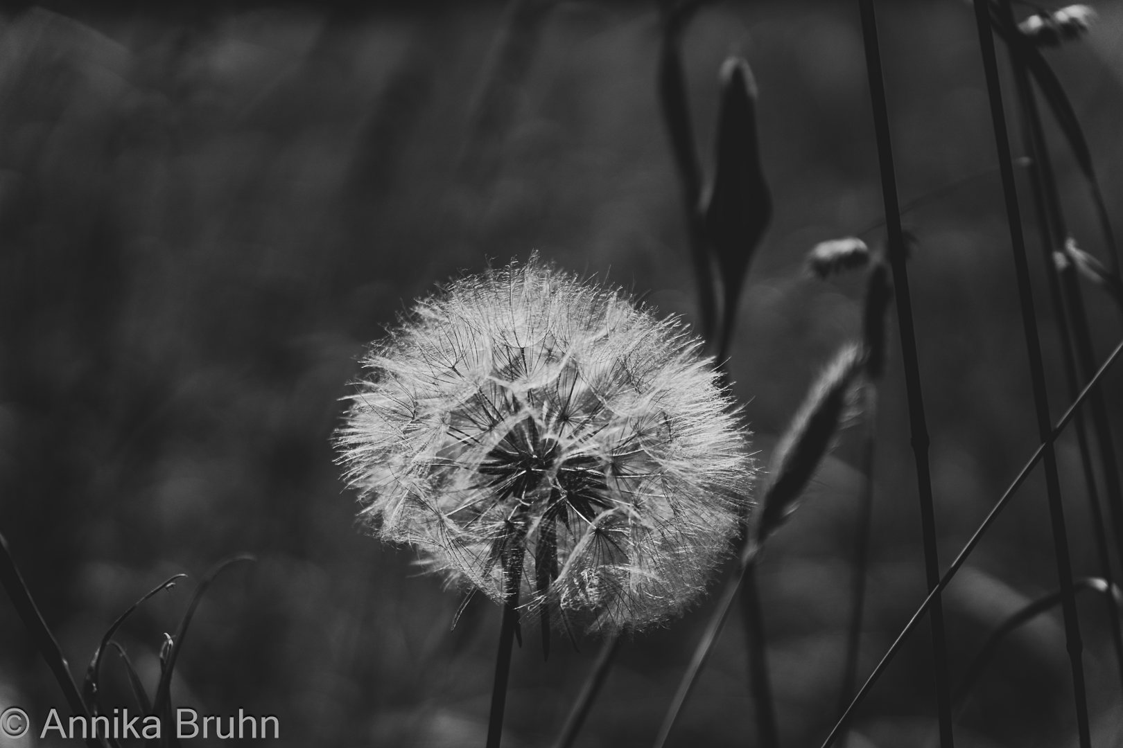 Pusteblume schwarz - weiß